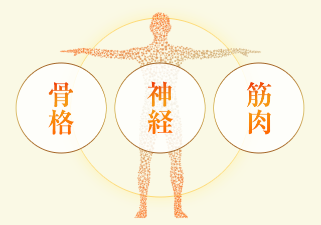 骨格・神経・筋肉